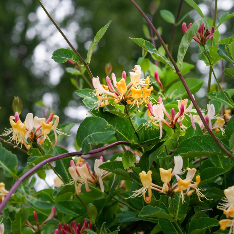 Late Dutch Honeysuckle | Lonicera periclymenum ‘Serotina’ Plant on a 90cm Cane in a 3L Pot