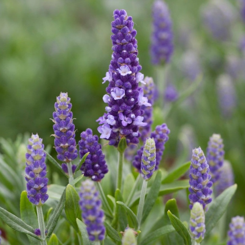 Lavender ‘Blue Spear’ Premium Plant in a 2L Pot