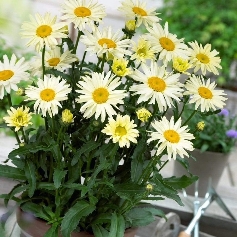 Leucanthemum ‘Broadway Lights’ | Daisy Premium Plant in a 3L Pot