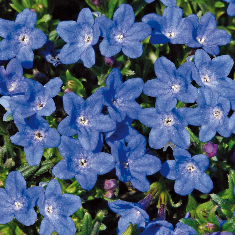 Lithodora ‘Grace Ward’ Premium Plant in a 2L Pot