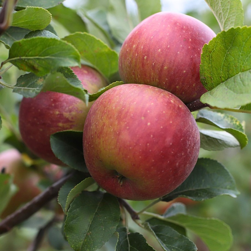‘Lord Lambourne’ Apple Tree 2 Year Old Tree in a 9L Pot