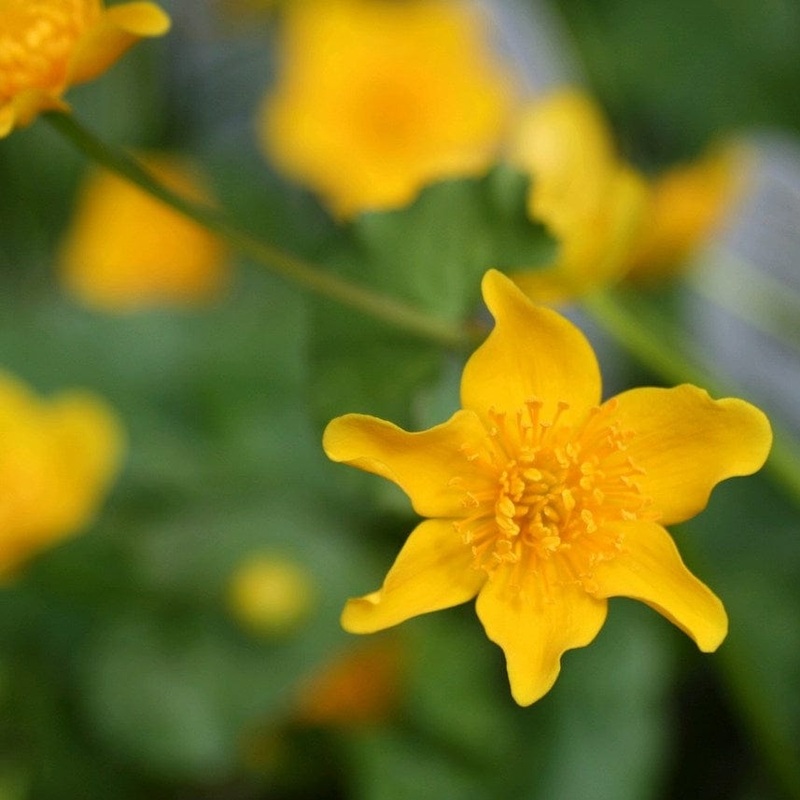 Marsh Marigold Plant in a 1L Aquatic Pot