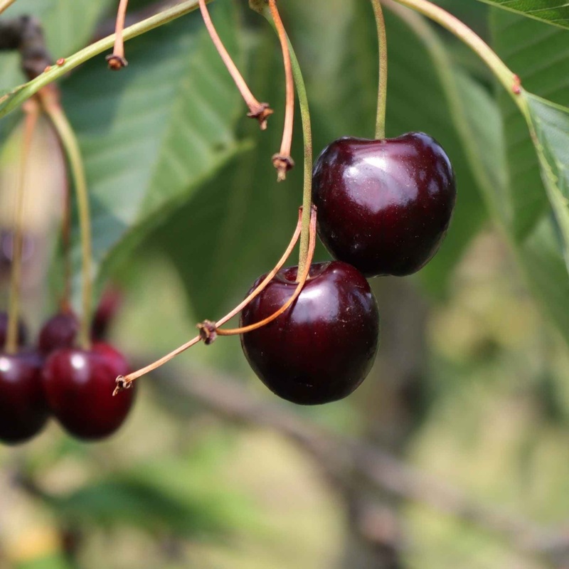 ‘Merchant’ Cherry Tree 2 Year Old Tree in a 9L Pot