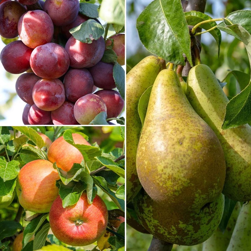 Mini Orchard Collection | Apple, Pear & Plum 3 Trees in 9L Pots