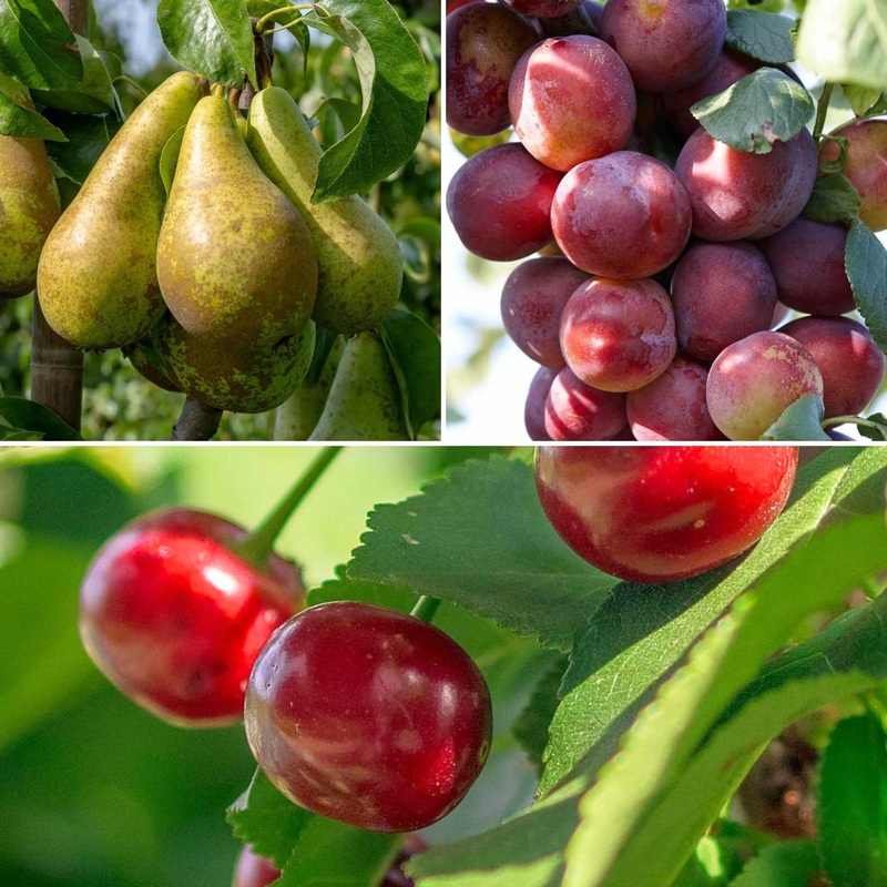 Mini Orchard Collection | Cherry, Pear & Plum Trees 3 Trees in 9L Pots
