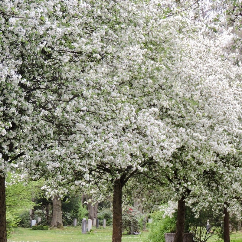 ‘Montreal Beauty’ Crabapple Tree 2 Year Old Tree in a 9L Pot