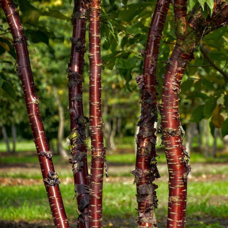 Multi Stem Tibetan Cherry Tree | Prunus serrula 2 Year Old Multi Stem Tree in a 9L Pot