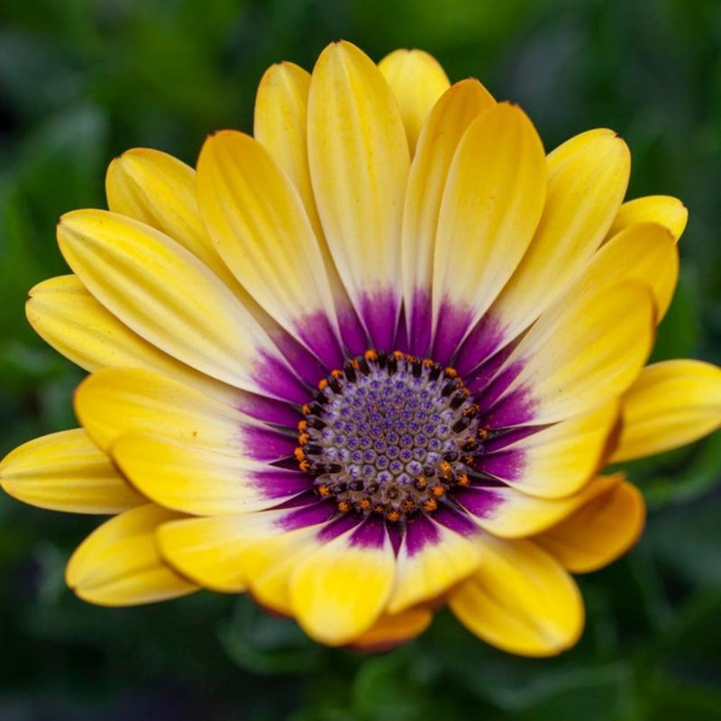 Osteospermum ‘Blue Eyed Beauty’ Garden Ready Plant in a 1L Pot