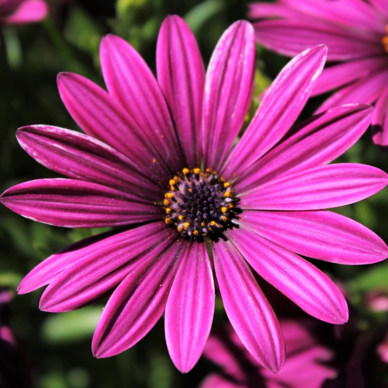 Osteospermum ‘Tresco Purple’ Premium Plant in a 3L Pot