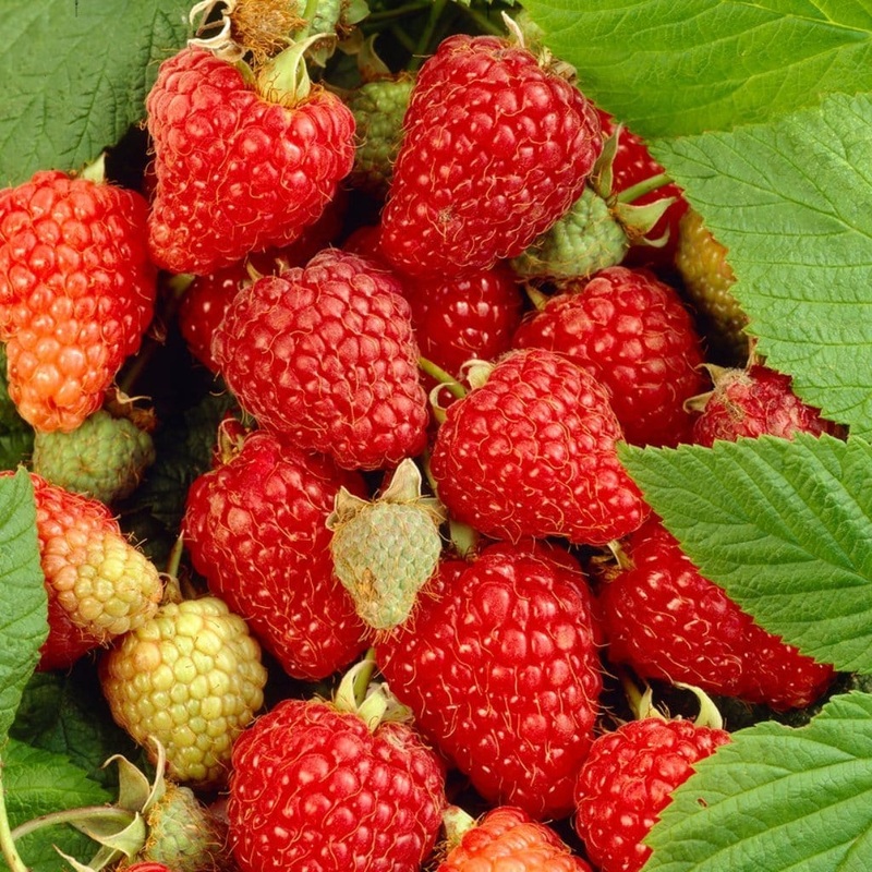 ‘Paris’ Raspberry Bush Plant in a 3L Pot