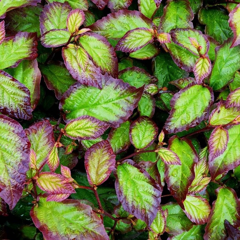 Parrotia ‘Persian Spire’ | 3L Pot Plant in a 3L Pot