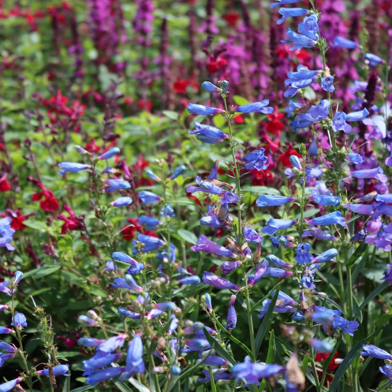 Penstemon ‘Electric Blue’ Premium Plant in a 2L Pot