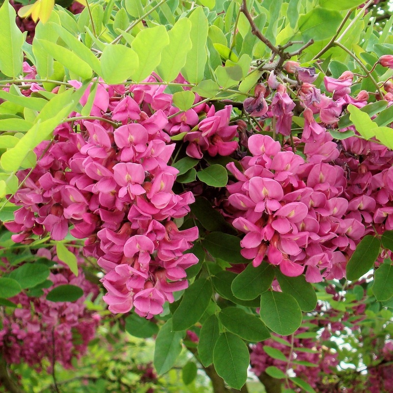 ‘Pink Cascade’ False Acacia Tree | Robinia pseudoacacia 2 Year Old Tree in a 5L Pot