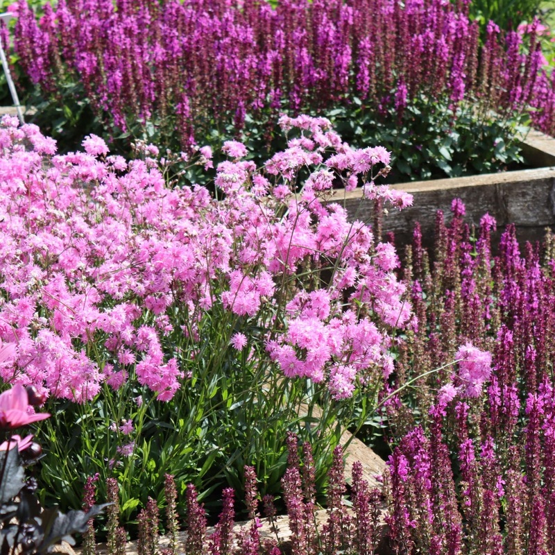 Pink & Purple Perennial Plants Collection | Flower, Foliage and Height 6 Garden Ready Plants in 1L Pots