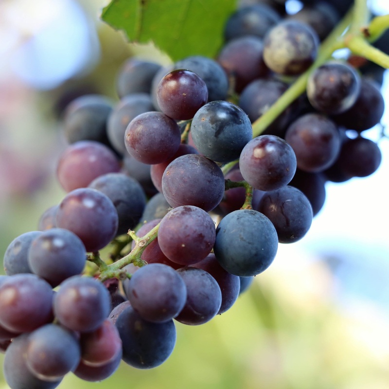 ‘Pinot Noir’ Outdoor Grape Vine Plant on a 90cm Cane in a 3L Pot