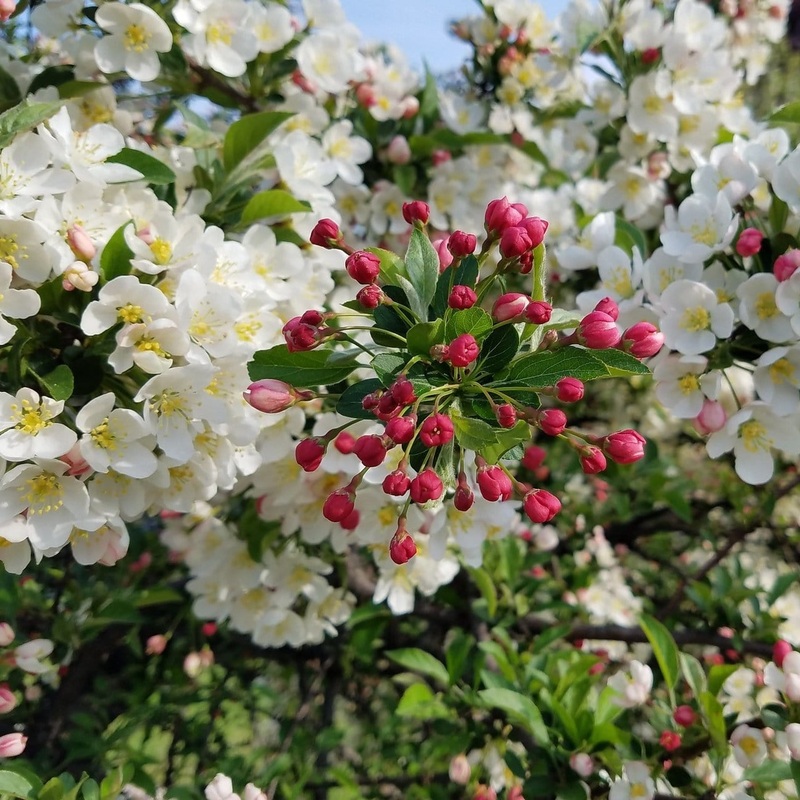 ‘Professor Sprenger’ Crabapple Tree 2 Year Old Tree in a 9L Pot