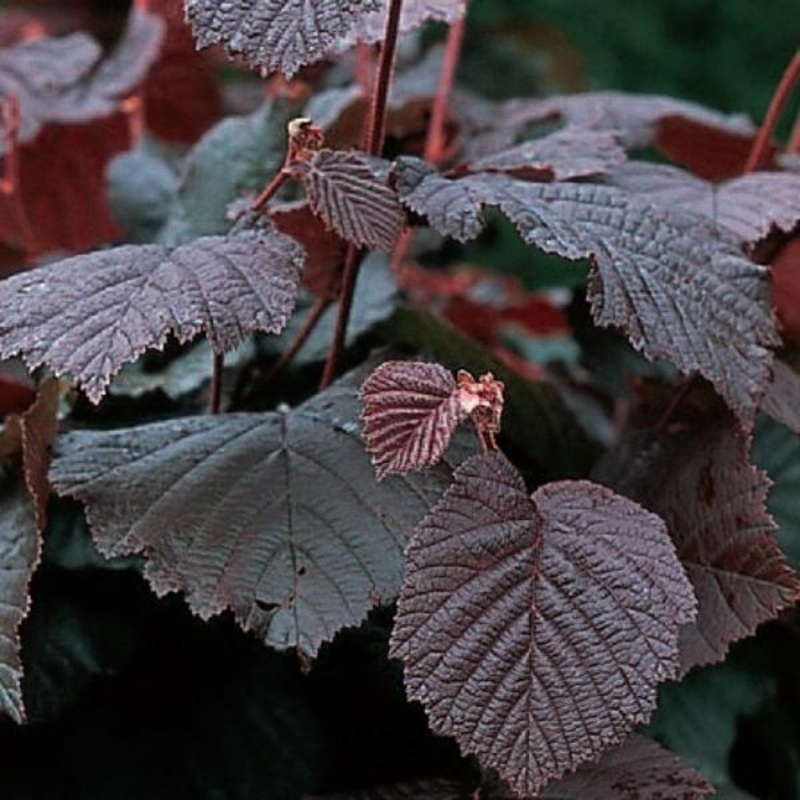 ‘Purple Filbert’ Hazel Tree