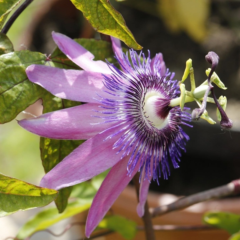 Purple Passion Flower | Passiflora ‘Lavender Lady’ Plant on a 90cm Cane in a 3L Pot