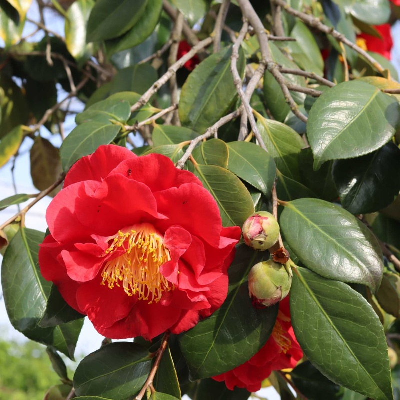 Red Camellia japonica Plant Plant in a 9cm Pot