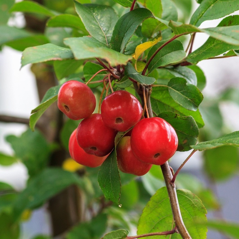 ‘Red Sentinel’ Crabapple Tree 2 Year Old Tree in a 9L Pot