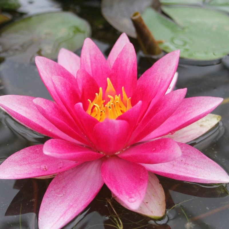 Red Water Lily | Nymphaea ‘Attraction’ Plant in a 1L Aquatic Pot