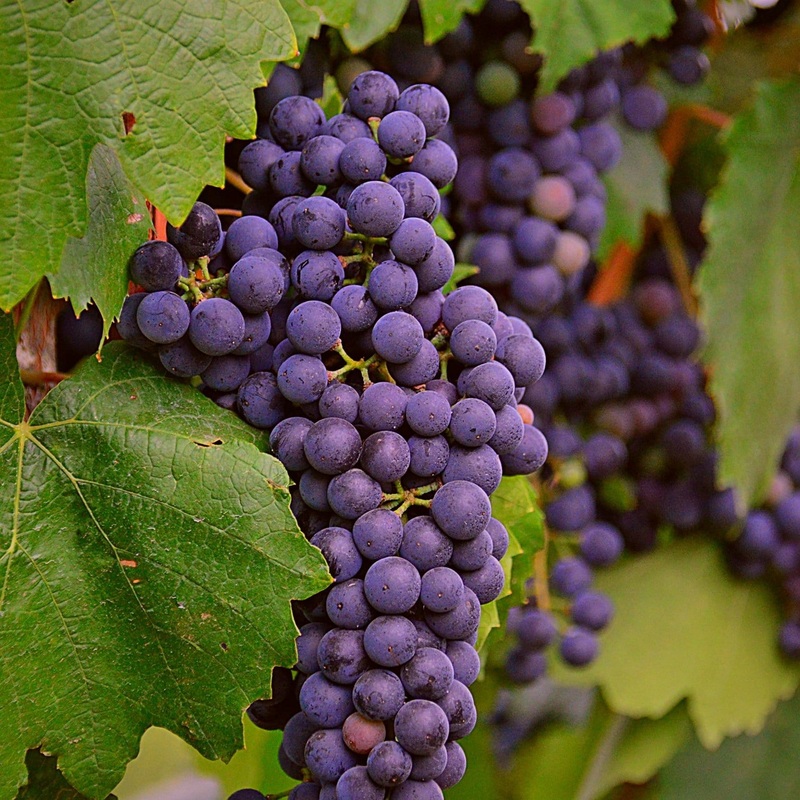 ‘Regent’ Grape Vine Vine in a 3L Pot