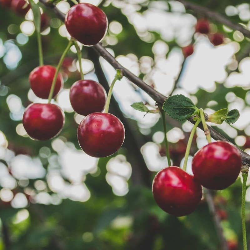 ‘Regina’ Cherry Tree 2 Year Old Tree in a 9L Pot