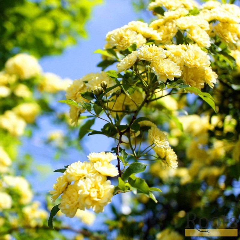 Rosa banksiae ‘Lutea’ | Rambling Rose Plant on a 90cm Cane in a 3L Pot