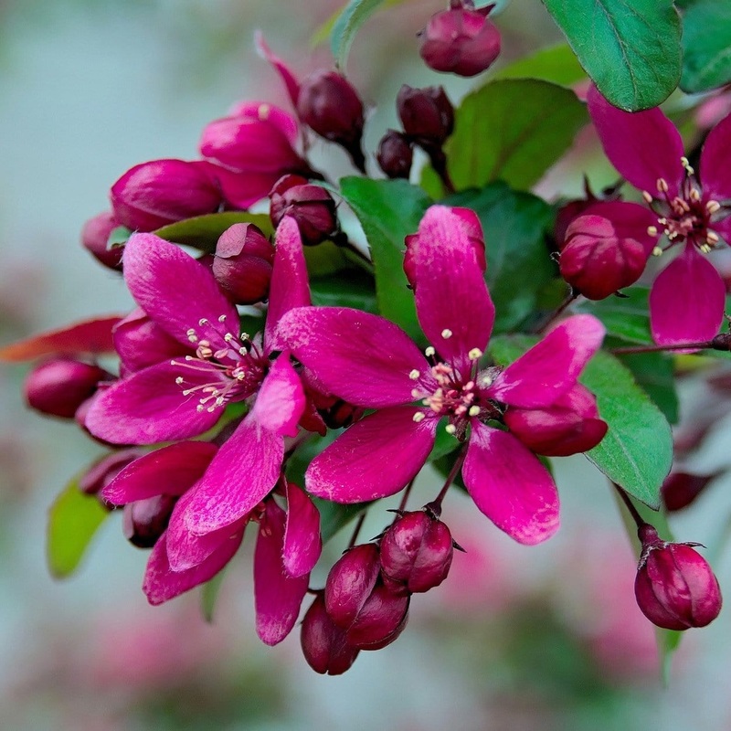 ‘Royalty’ Crabapple Tree 2 Year Old Tree in a 9L Pot