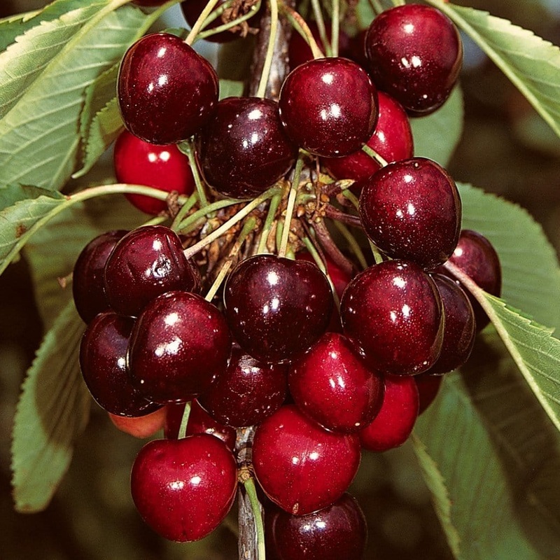 ‘Sasha’ Cherry Tree 2 Year Old Tree in a 9L Pot
