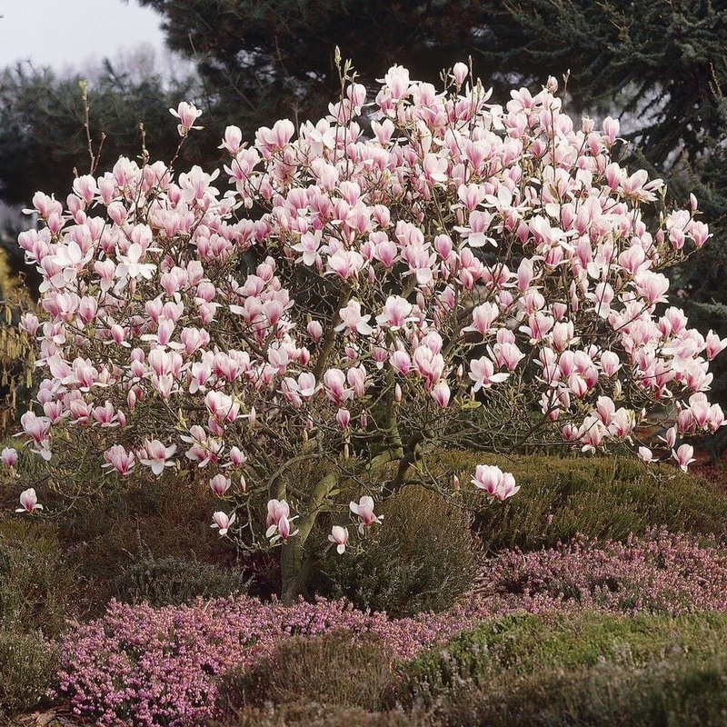 Saucer Magnolia Tree | Magnolia  soulangeana ‘Rustic Red’ Tree in a 4.5L Pot