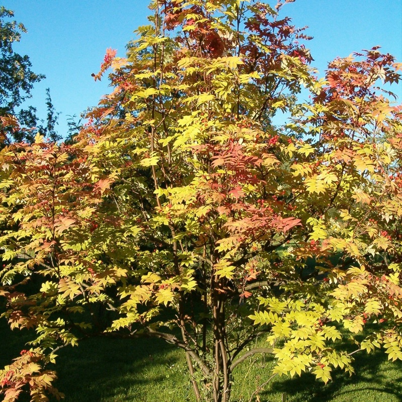 Scarlet Japanese Rowan Tree | Sorbus commixta ‘Embley’ 2 Year Old Tree in a 9L Pot