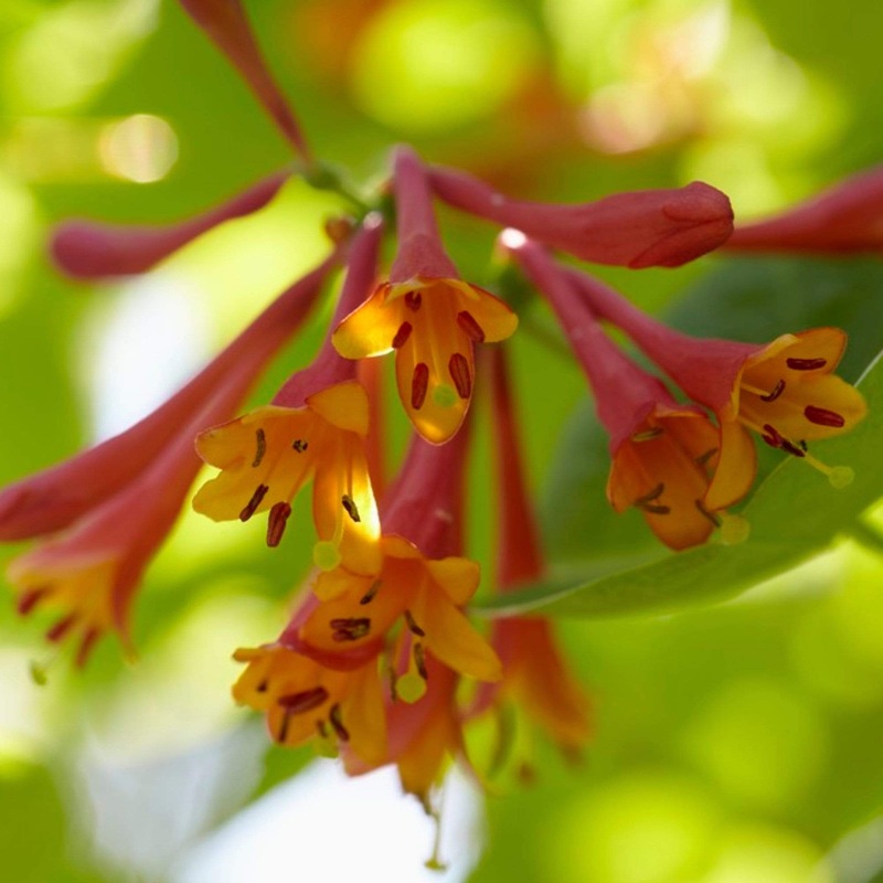 Scarlet Trumpet Honeysuckle | Lonicera x brownii ‘Dropmore Scarlet’ Plant on a 90cm Cane in a 3L Pot