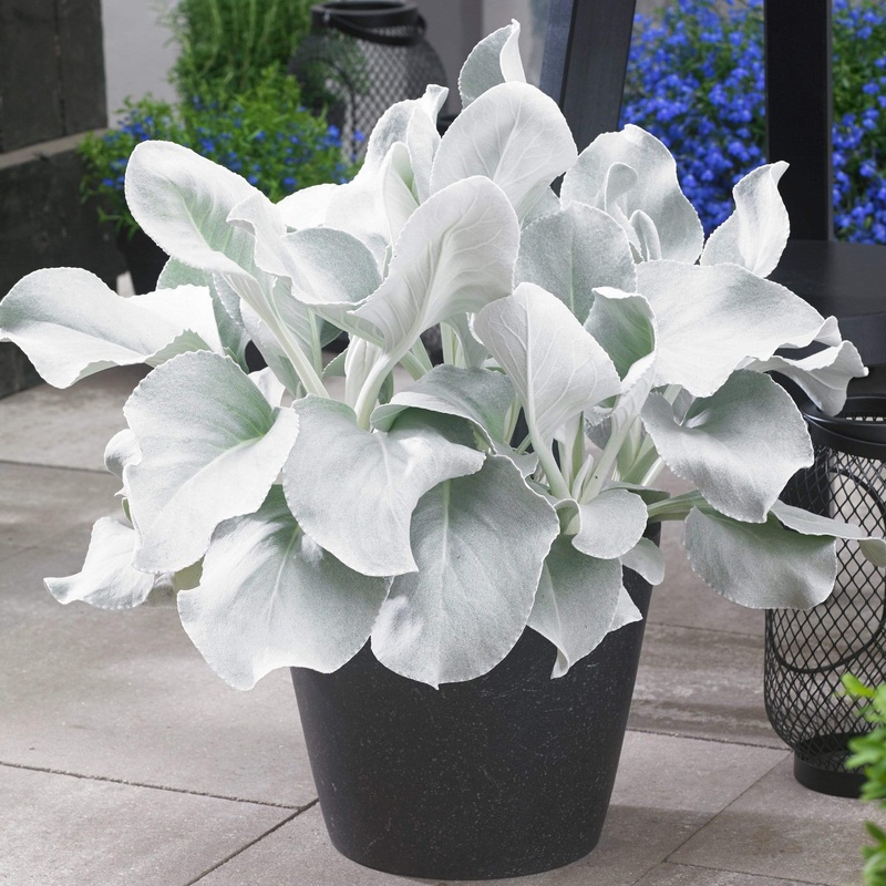 Senecio ‘Angel Wings’ Premium Plant in a 3L Pot