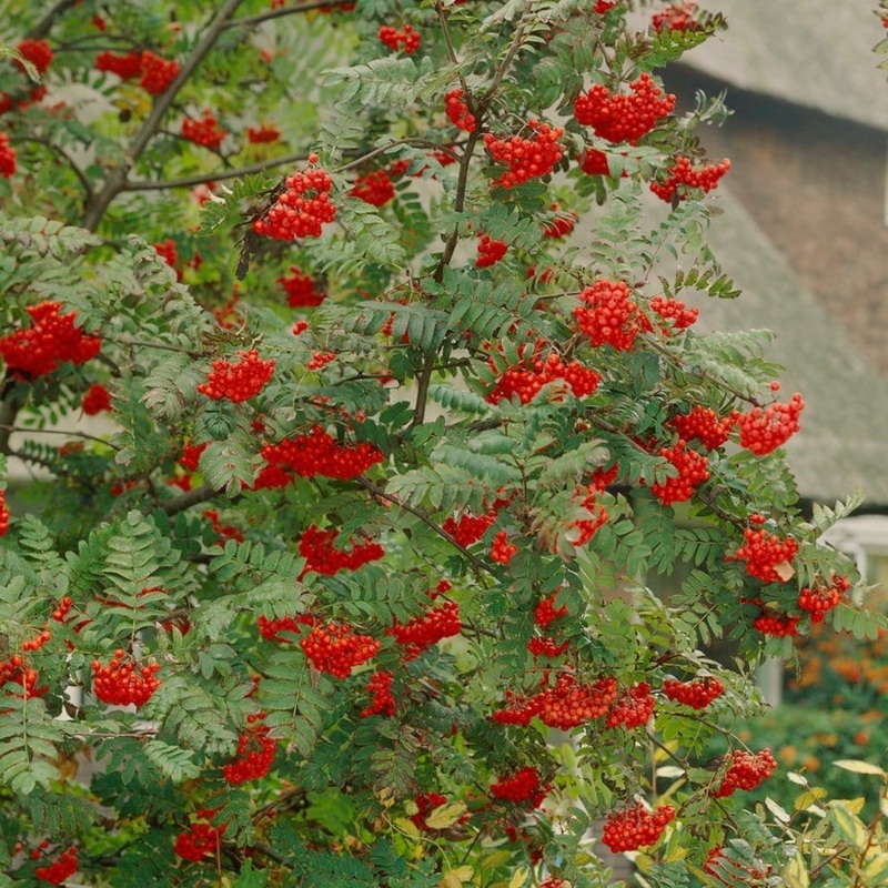 ‘Sheerwater Seedling’ Sorbus Tree 2 Year Old Tree in a 9L Pot