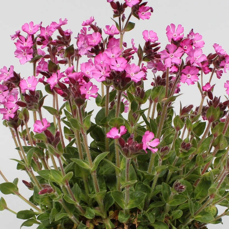 Silene ‘Rollies Favourite’ Premium Plant in a 3L Pot