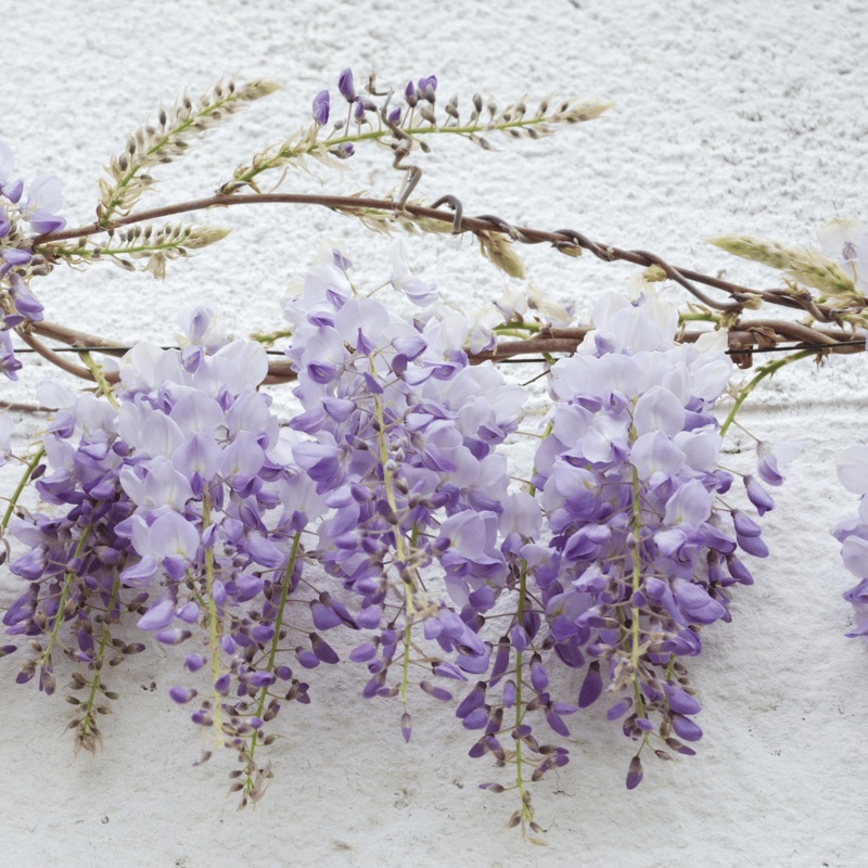 Silky Wisteria | Wisteria brachybotrys ‘Okayama’ Grafted Plant on a 90cm Cane in a 3L Pot