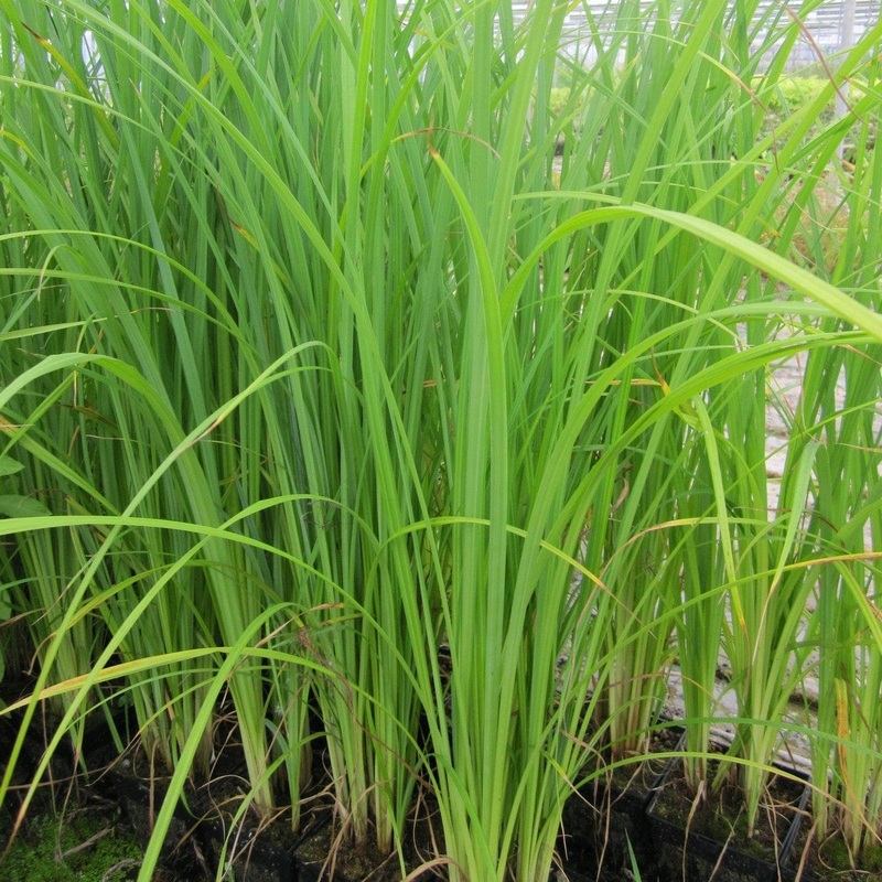 Slender-tufted sedge Plant in a 1L Aquatic Pot