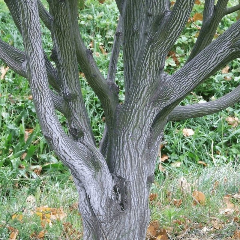 Snake Bark Maple | Acer davidii ‘Viper’ 2 Year Old Tree in a 9L Pot