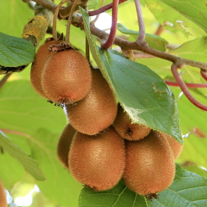 ‘Solissimo’ Kiwi Plant Plant on a 90cm Cane in a 2L Pot