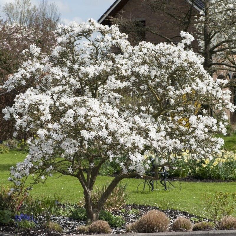 Star Magnolia Tree | Magnolia stellata ‘Water Lily’ Tree in a 4.5L Pot