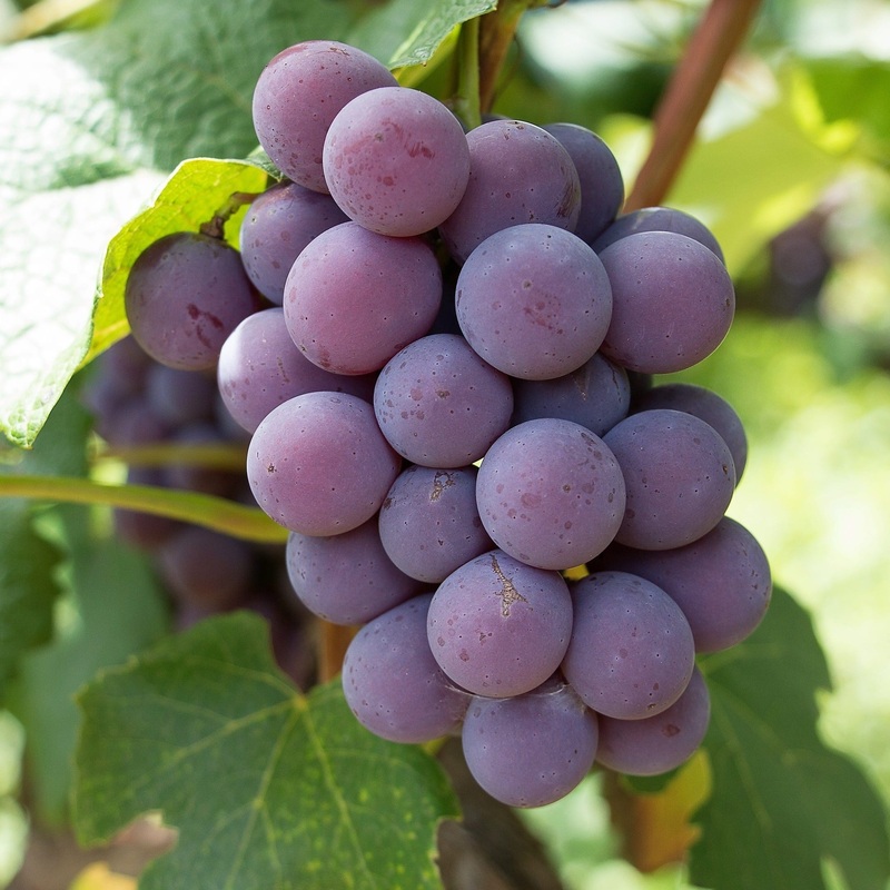 ‘Strawberry’ Grape Vine Plant on a 90cm Cane in a 3L Pot