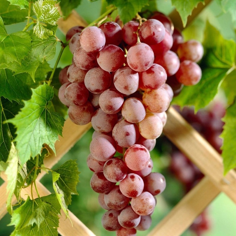 ‘Suffolk Red’ Seedless Grape Vine Plant on a 60cm Cane in a 2L Pot