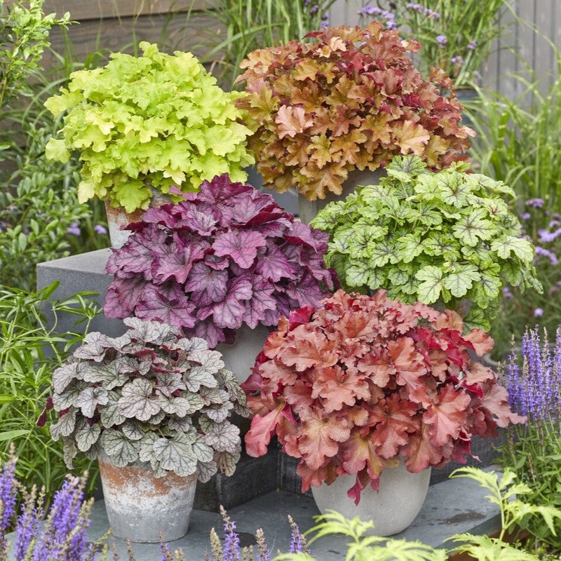 The All Year Round Heuchera Collection 3 Premium Plants in 3L Pots