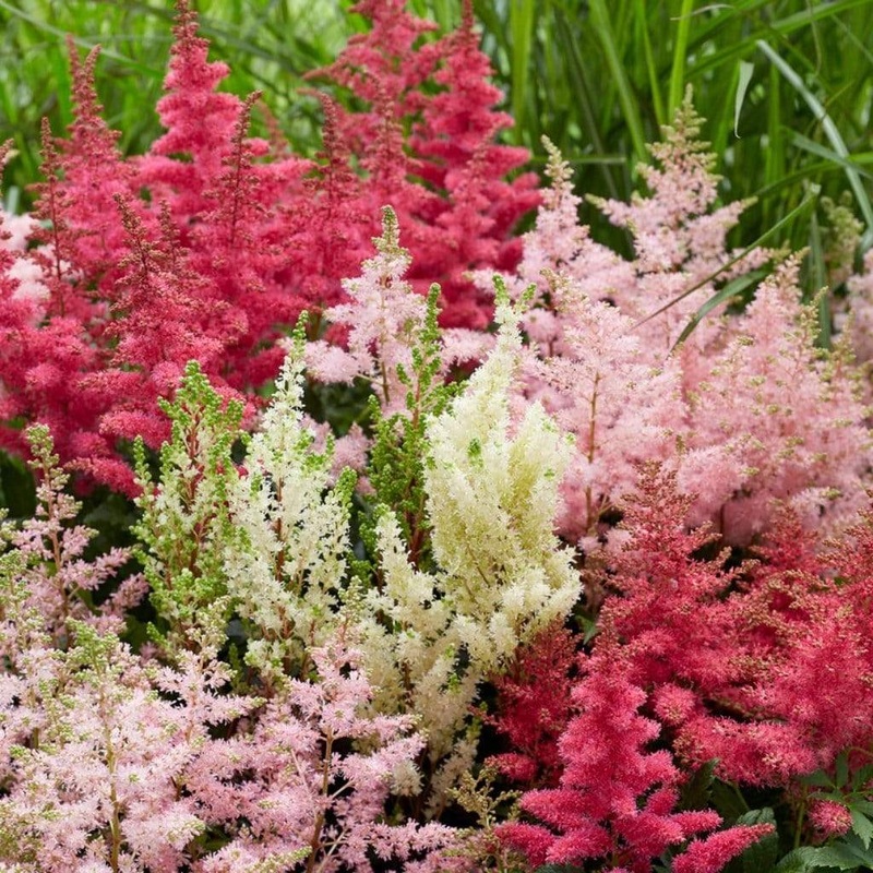 The Woodland Astilbe Collection 3 Large Plants in 2/3L Pots