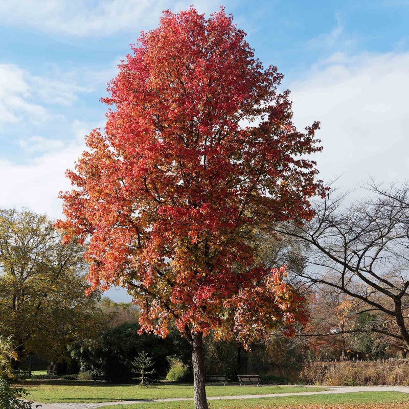 ‘Thea’ Liquidambar Tree 2 Year Old Tree in a 9L Pot