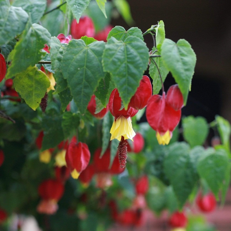 Trailing Abutilon | Abutilon megapotamicum Plant on a 90cm Cane in a 3L Pot