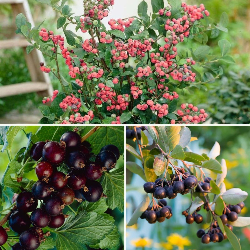 Unusual Berry Collection 2 Plants in 3L Pots, 1 Plant in a 2L Pot