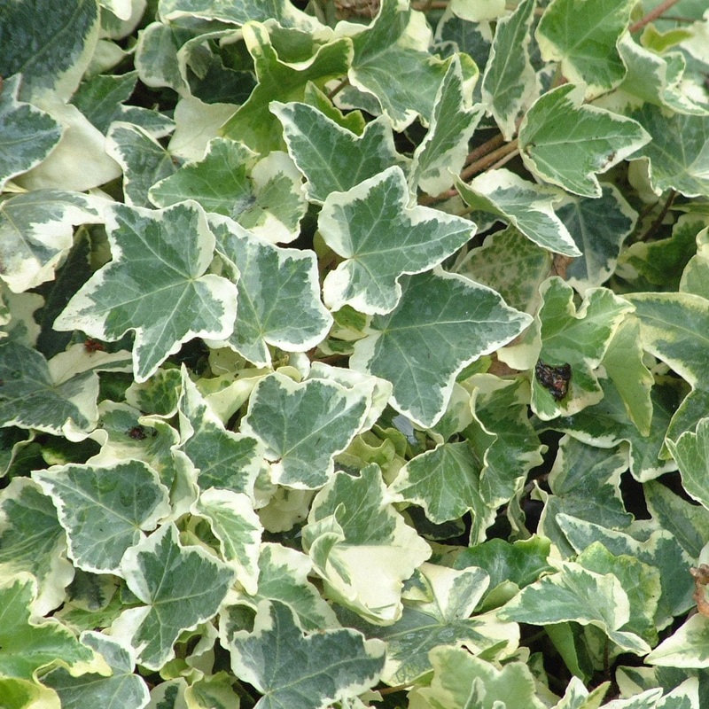 Variegated Ivy | Hedera helix ‘Clotted Cream’ Plant on a 90cm Cane in a 3L Pot