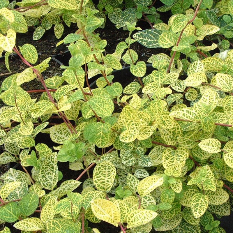 Variegated Japanese Honeysuckle | Lonicera japonica ‘Aureoreticulata’ Plant on a 90cm Cane in a 3L Pot